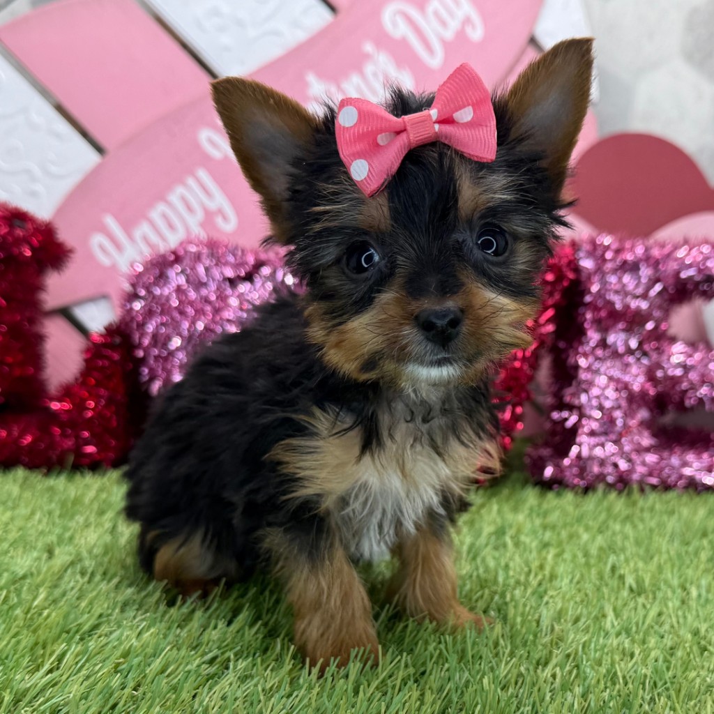 Coco