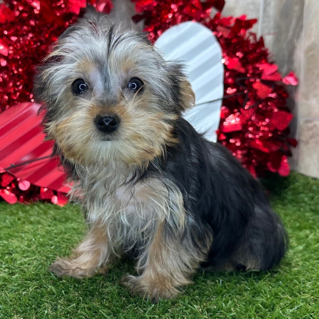 New Puppy 3