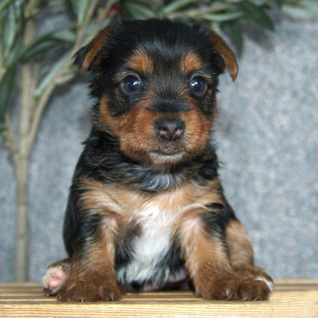 Lilly