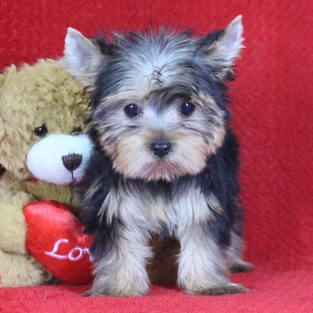 New Puppy
