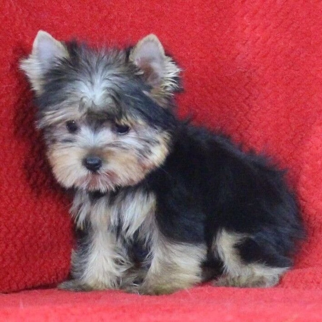 New Puppy 2
