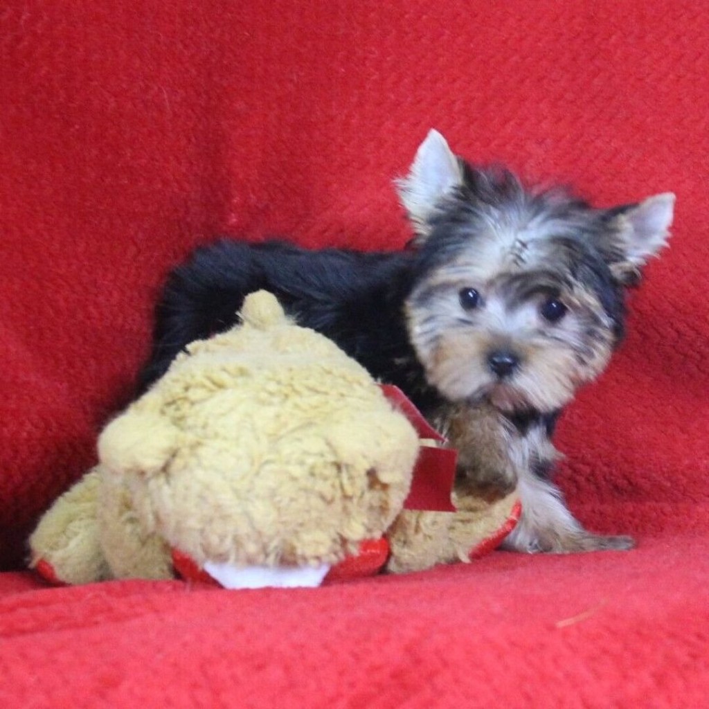 New Puppy 3